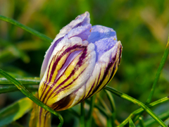 Crocus biflorus