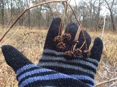 Cephalanthus occidentalis