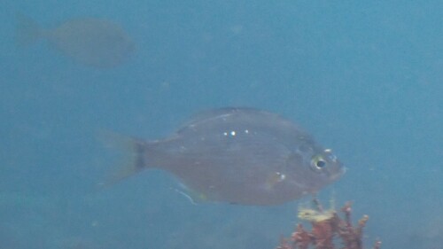 ウミタナゴ