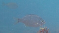ウミタナゴ