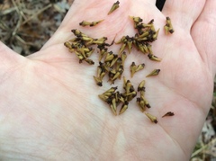 Cephalanthus occidentalis