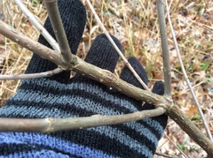 Cephalanthus occidentalis