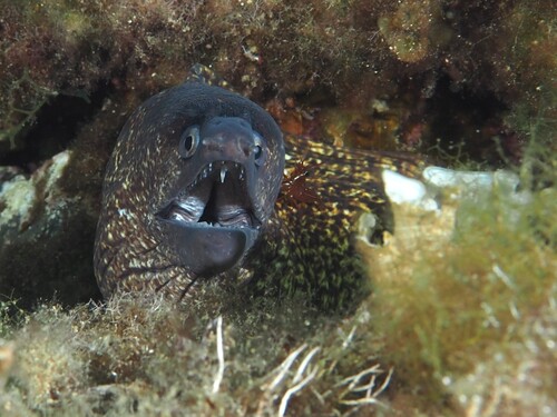 Muraena helena