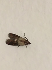 Plodia interpunctella