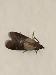 Plodia interpunctella