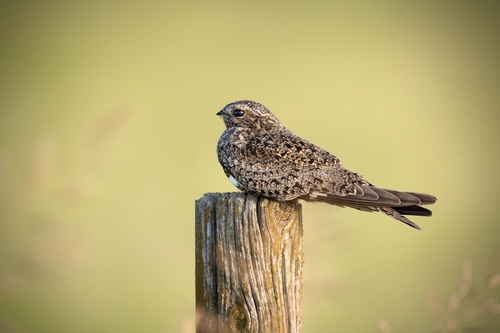 Common Nighthawk