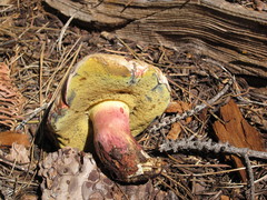 Caloboletus rubripes