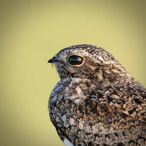 Common Nighthawk