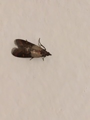 Plodia interpunctella