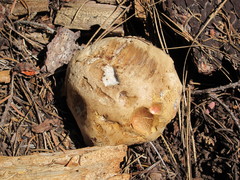 Caloboletus rubripes