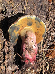 Caloboletus rubripes