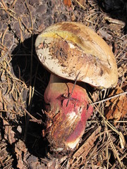 Caloboletus rubripes