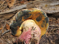 Caloboletus rubripes