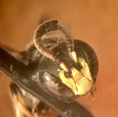 Hylaeus