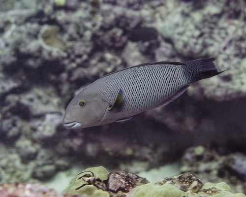 Thalassoma ballieui observed 2025-09-27