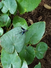 Pristaulacus fasciatus