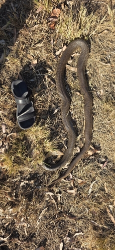 Eastern Brown Snake sighting