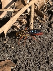 Sphex jamaicensis