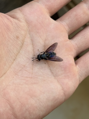 Black Soldier Fly