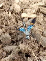 Pristaulacus fasciatus