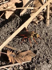 Sphex jamaicensis