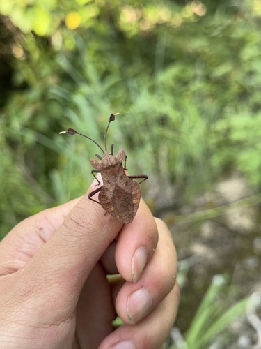 Dalader planiventris