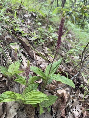 Common Snout Orchid