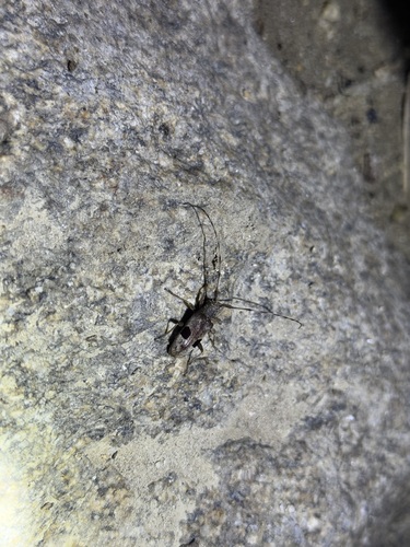 Monochamus bimaculatus