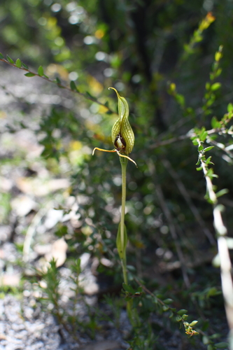 Bird Orchid (Pterostylis barbata)