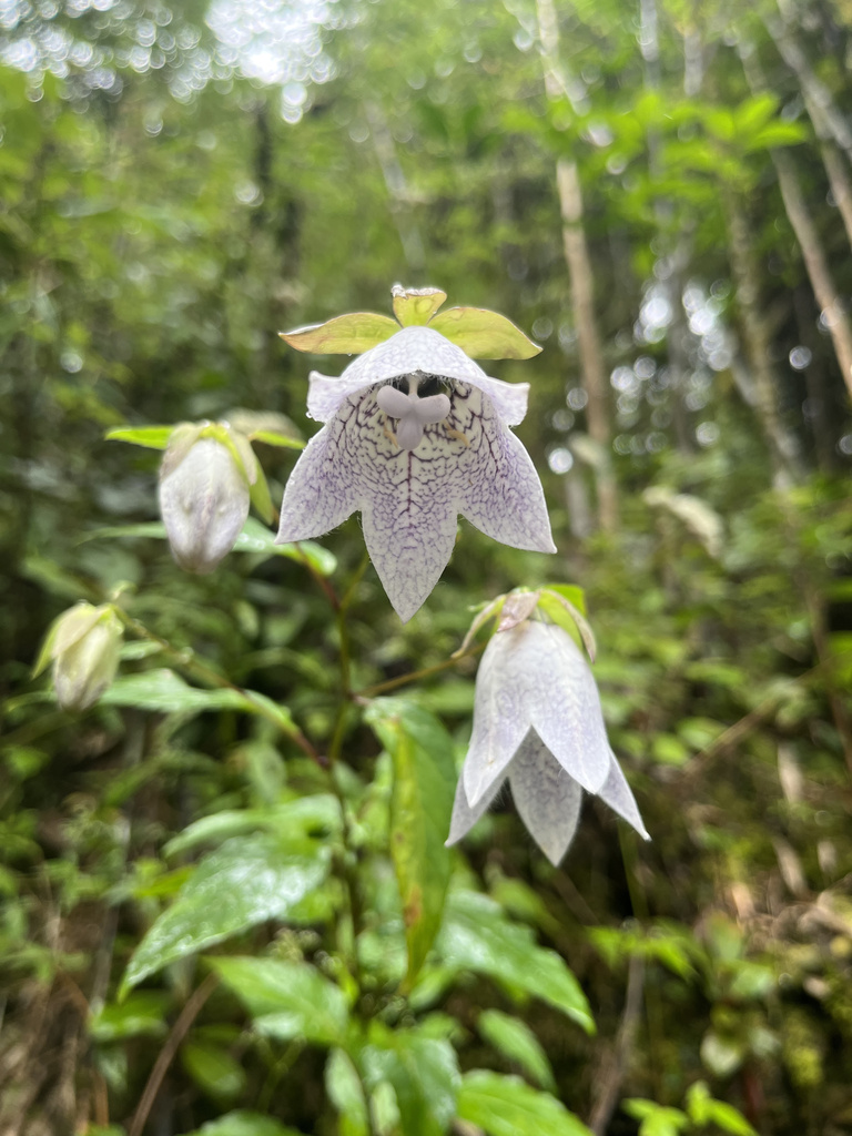 Codonopsis chimiliensis
