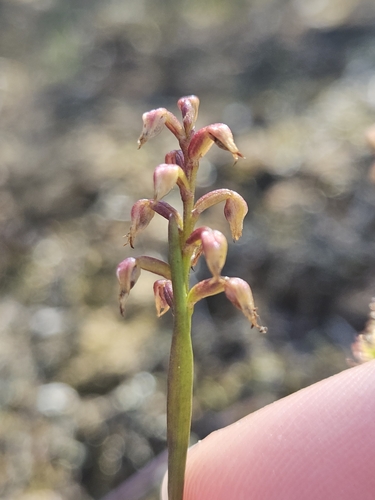Green Midge Orchid (Genoplesium pumilum)