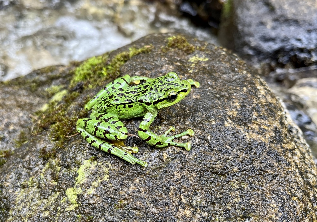 Gudao Cascade Frog