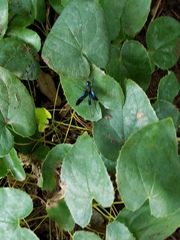 Pristaulacus fasciatus