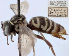 Triepeolus pectoralis