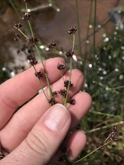 Juncus planifolius