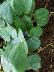 Pristaulacus fasciatus