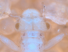 Psocodea