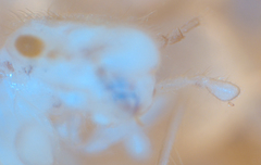 Psocodea