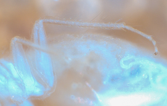 Psocodea
