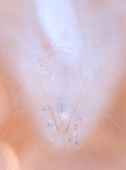 Psocodea