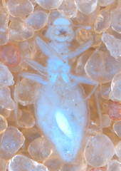 Psocodea