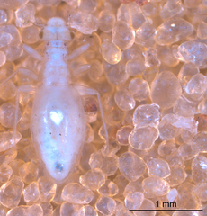 Psocodea