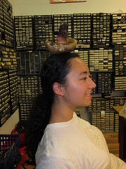 Caloboletus frustosus