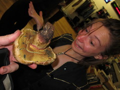 Caloboletus frustosus