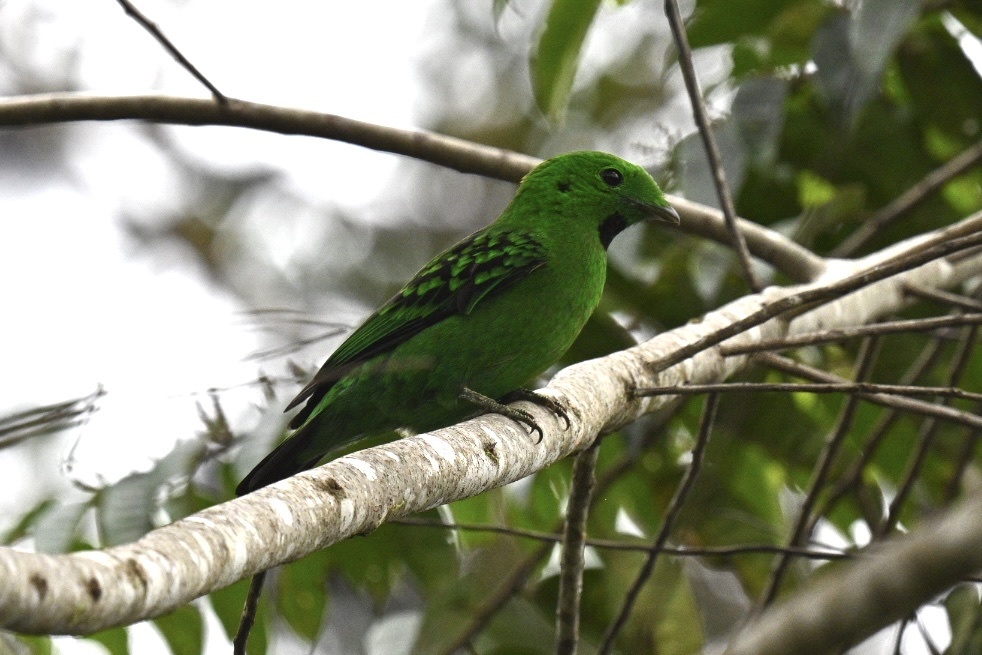 Whitehead's Broadbill (Calyptomena whiteheadi), photo 4