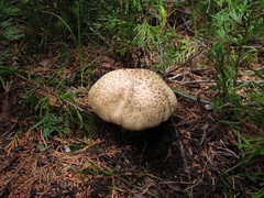 Caloboletus frustosus