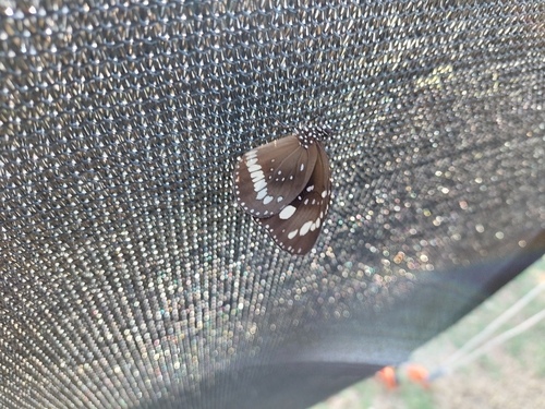 Common Crow Butterfly