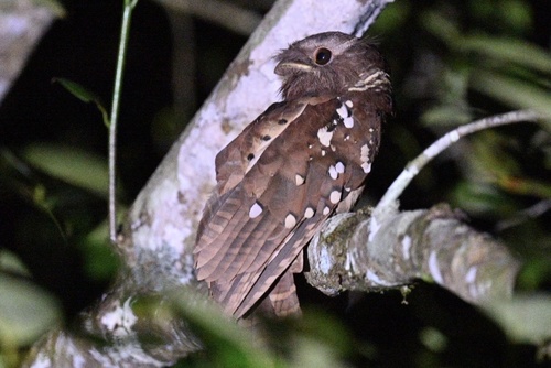 Dulit Frogmouth (Batrachostomus harterti)