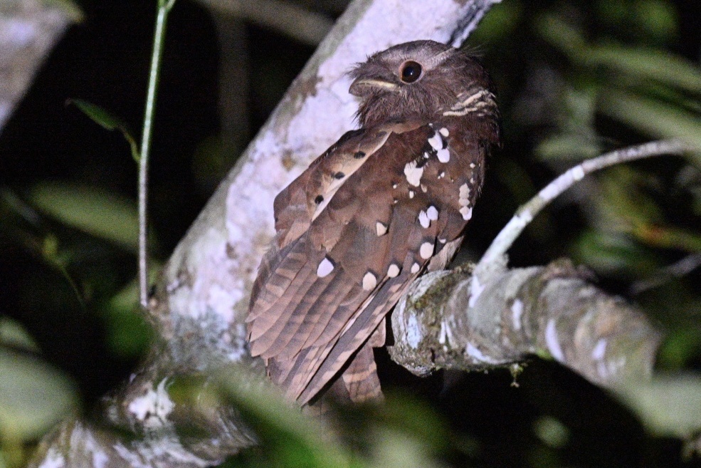 Dulit Frogmouth (Batrachostomus harterti), photo 1