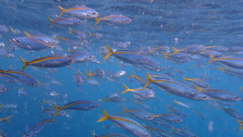 Yellowtail blue snapper (Paracaesio xanthura) — Lutjanidae — 4